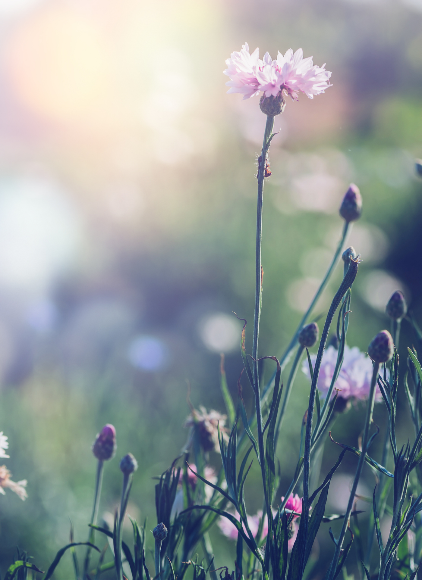 Pink-Edged Cosmos – Paint by Numbers Kit