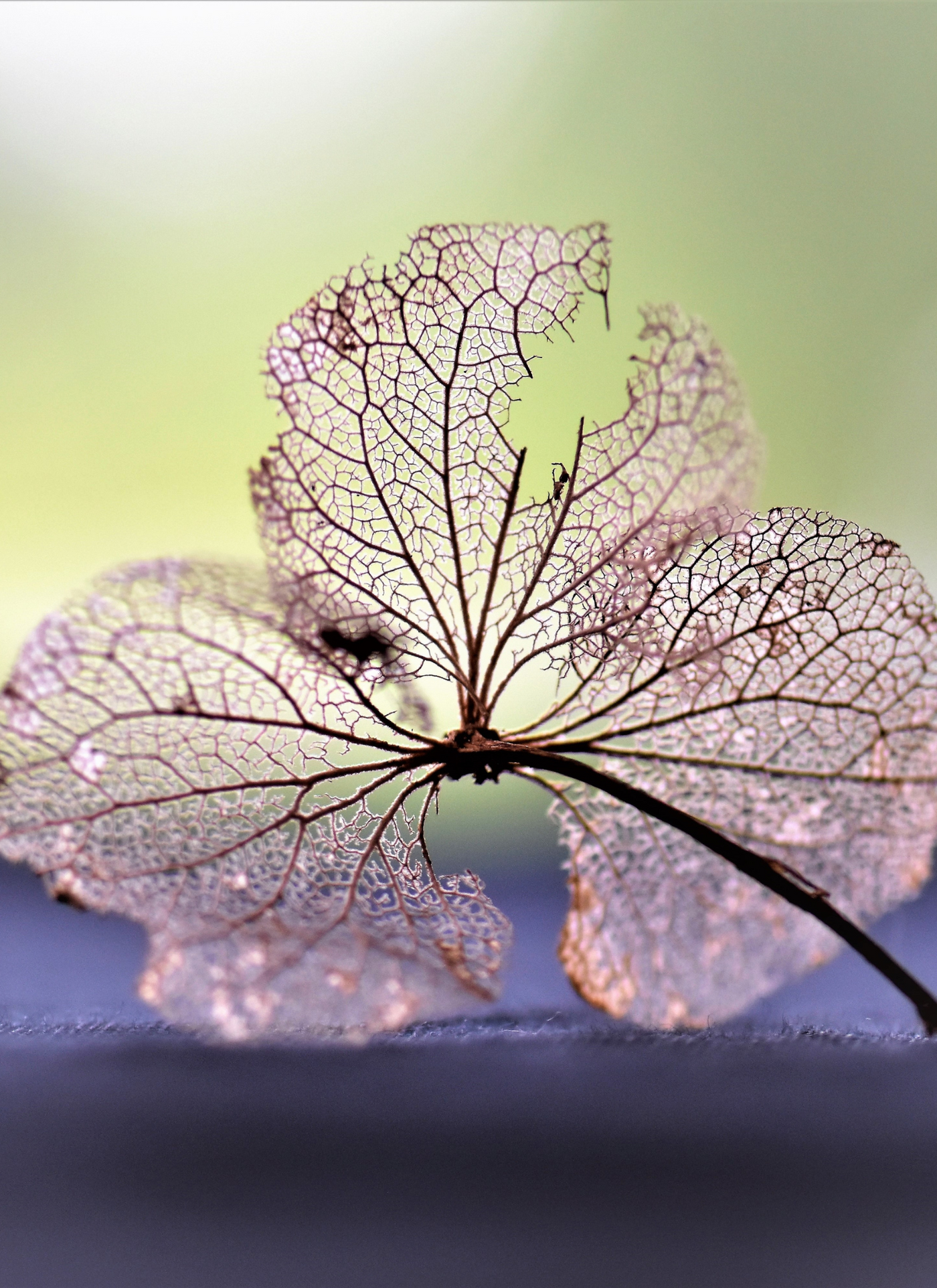 Nature's Art Paint by Numbers Kit