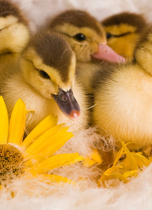 Duckling Trio with Sunflowers – Paint by Numbers