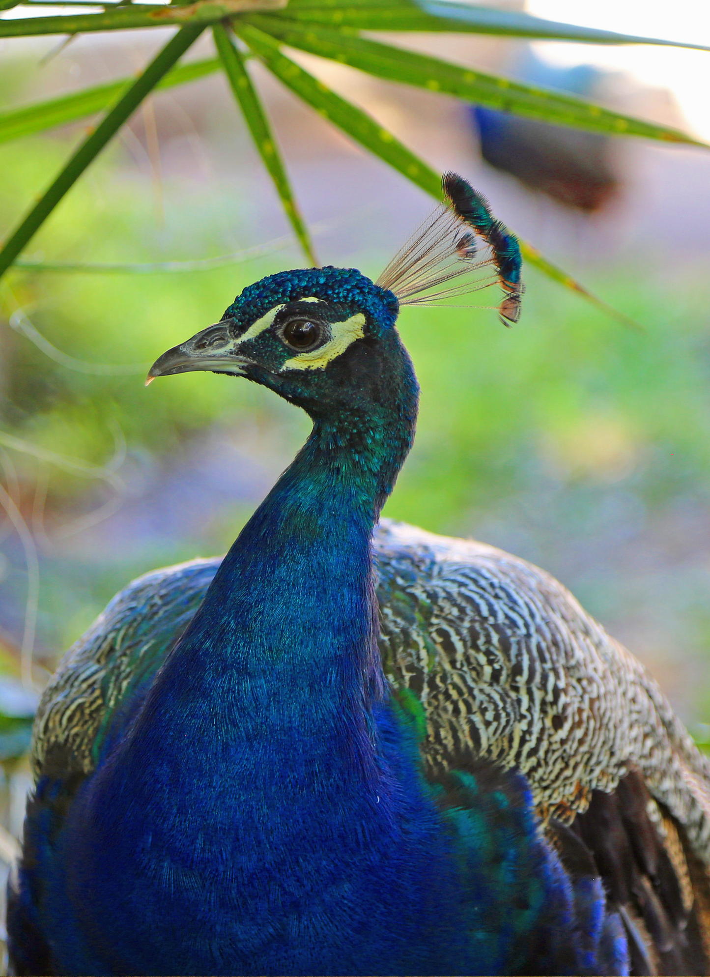 Majestic Peacock – Paint by Numbers Kit