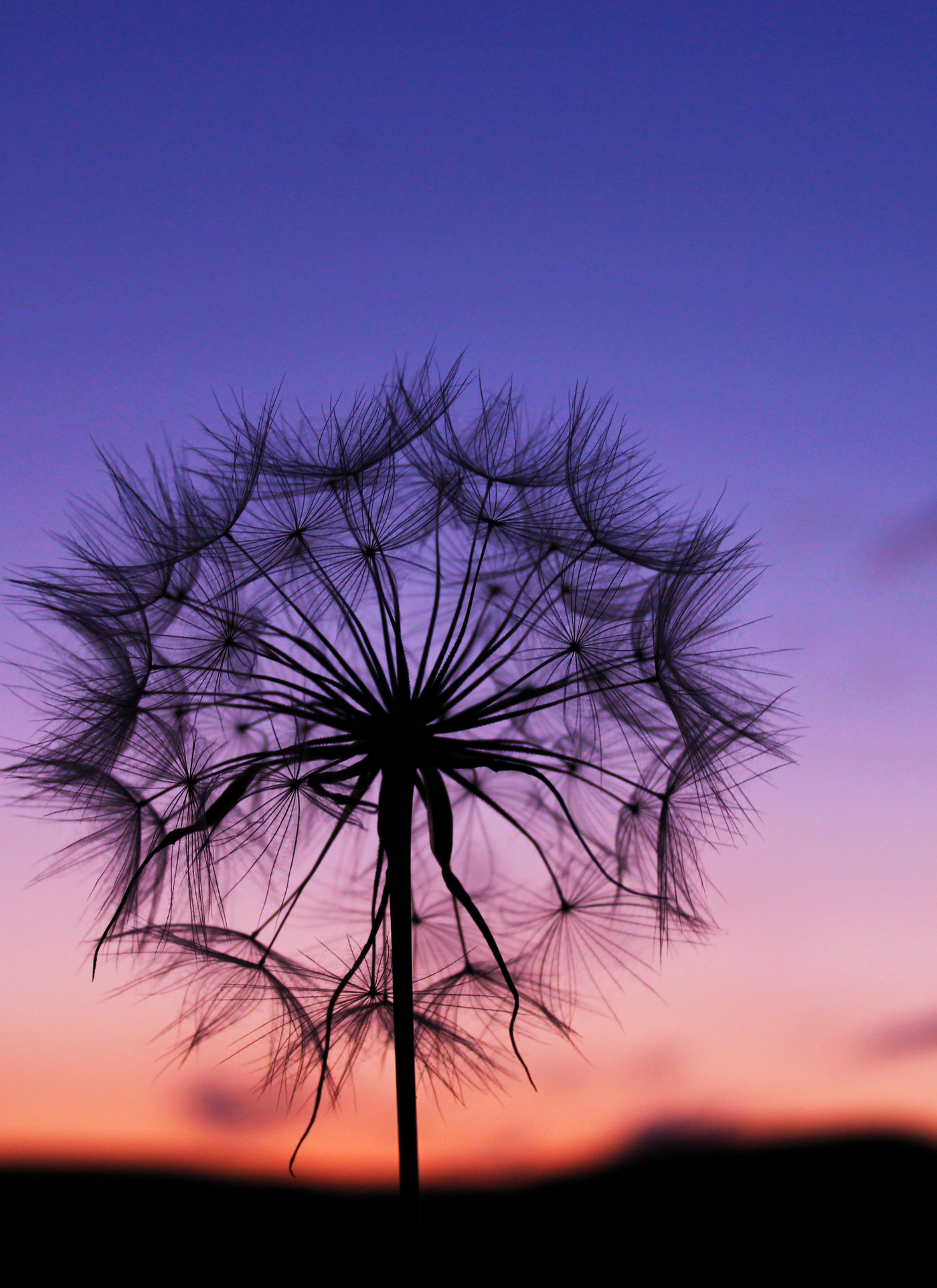 Silhouette of a Dandelion – Premium Paint by Numbers Kit