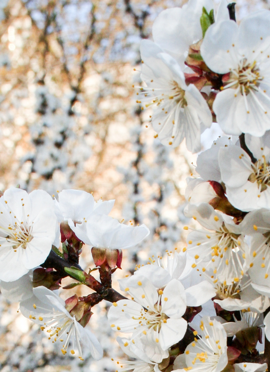White Blossom Breeze – Paint by Numbers Kit