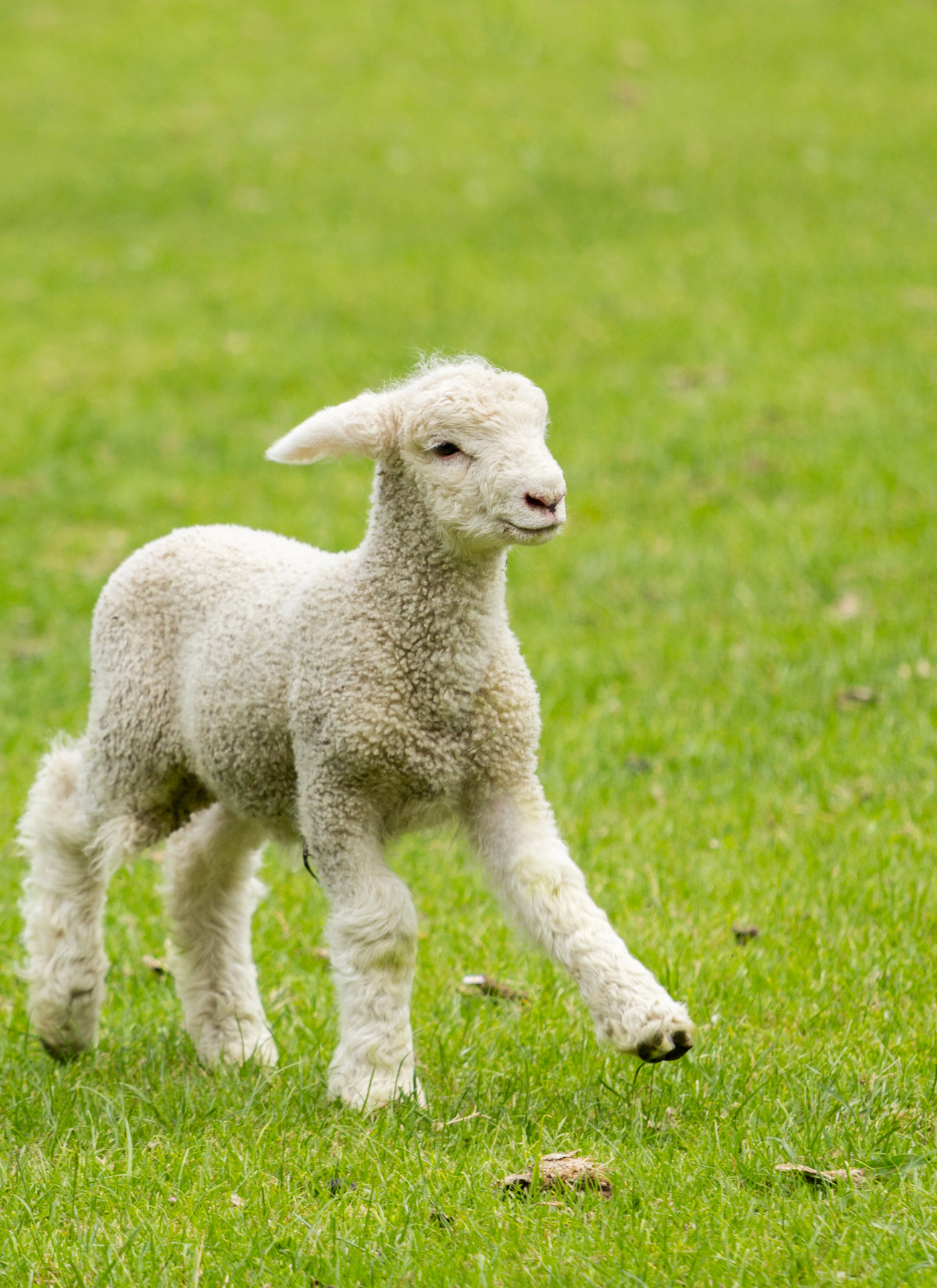 Springtime Lamb Stroll - Paint by Numbers Kit