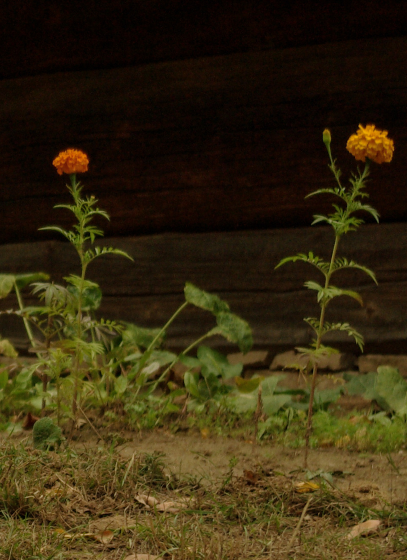 Twin Marigolds by the Fence – Paint by Numbers