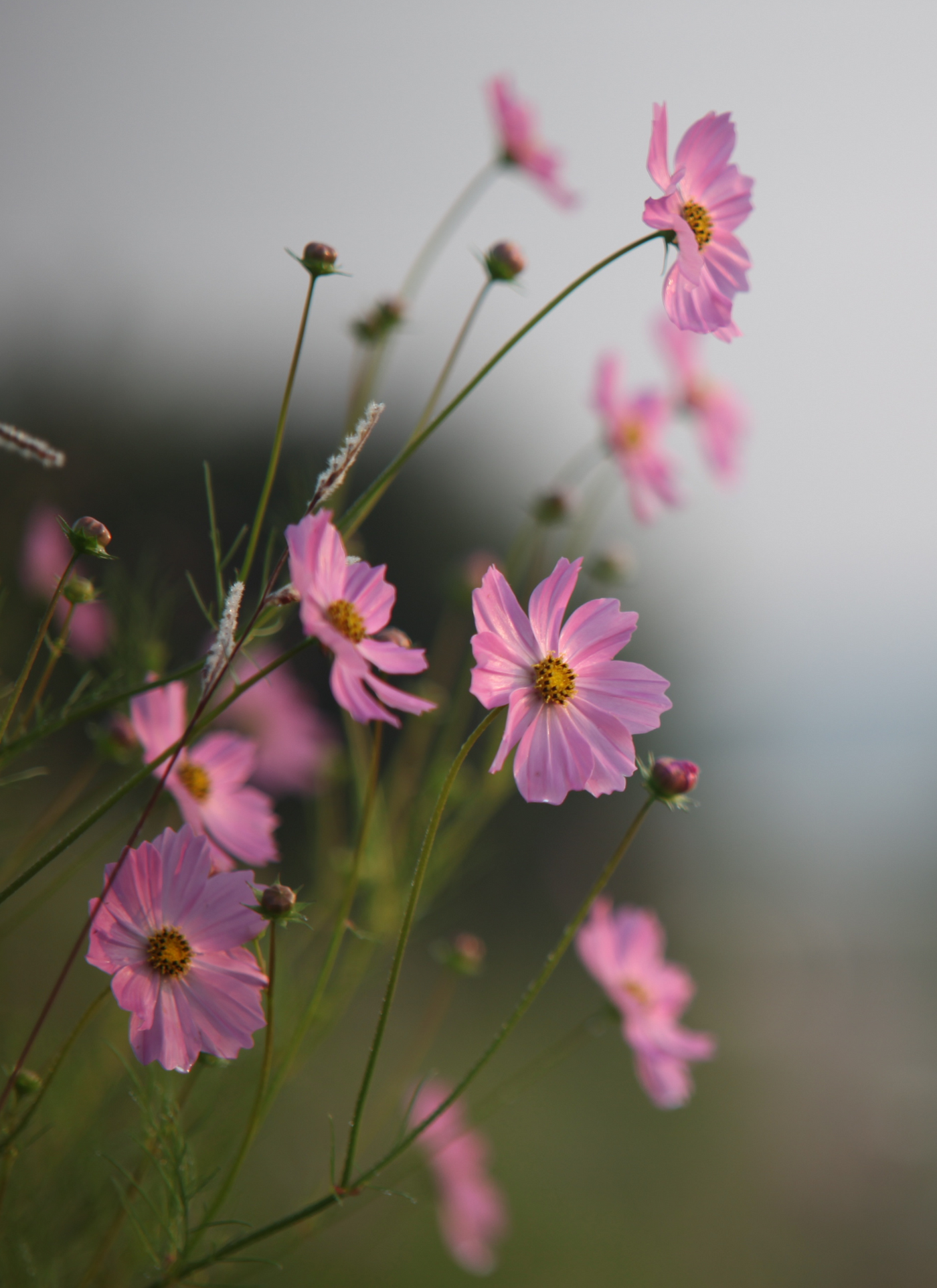 Pink Cosmos Blooms - Paint By Numbers Kit