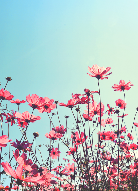 Pink Cosmos Bloom - Paint by Numbers Kit