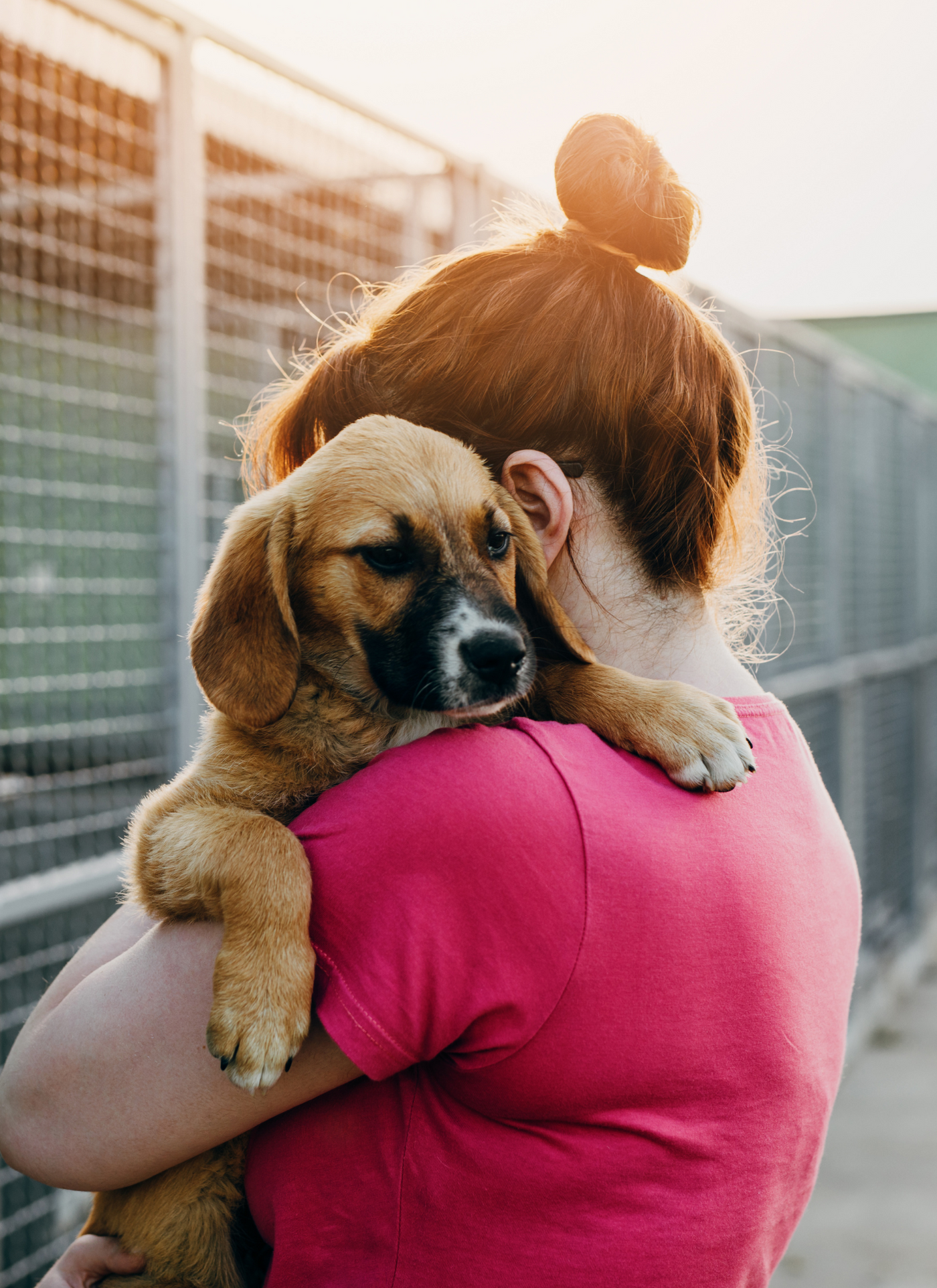 Adorable Puppy in a Loving Hug – Paint by Numbers Kit