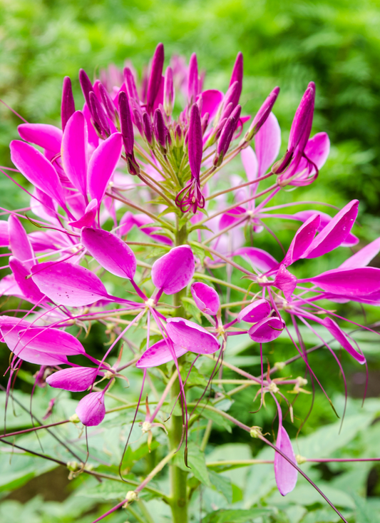 Spider Flower Radiance – Paint by Numbers Kit