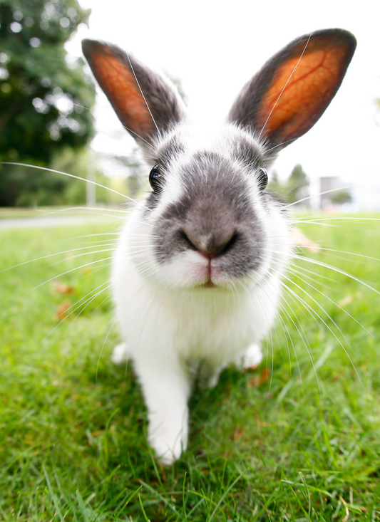 Curious Bunny Close-Up – Paint by Numbers Kit
