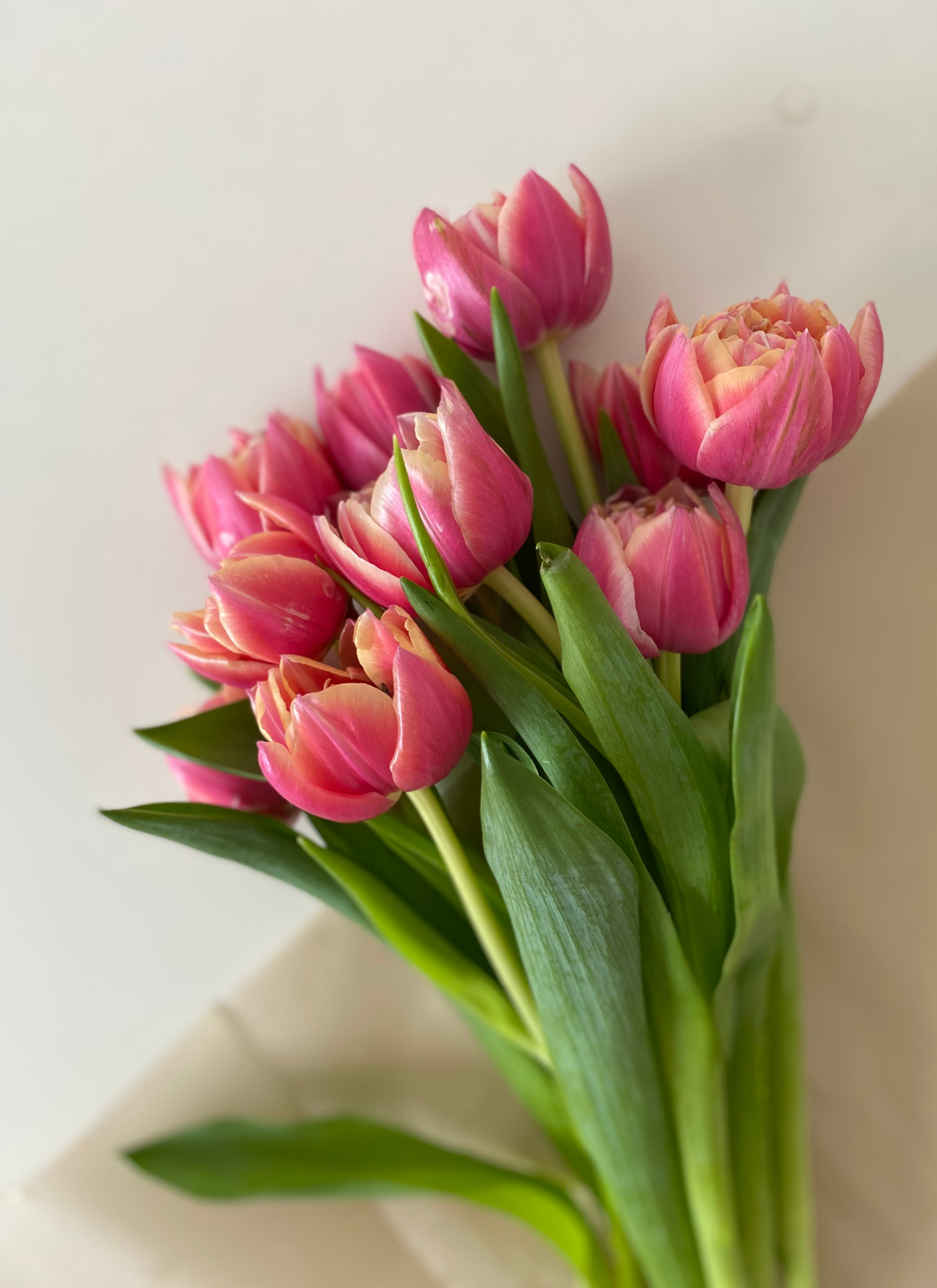 Pink Tulip Elegance - Paint By Numbers Kit