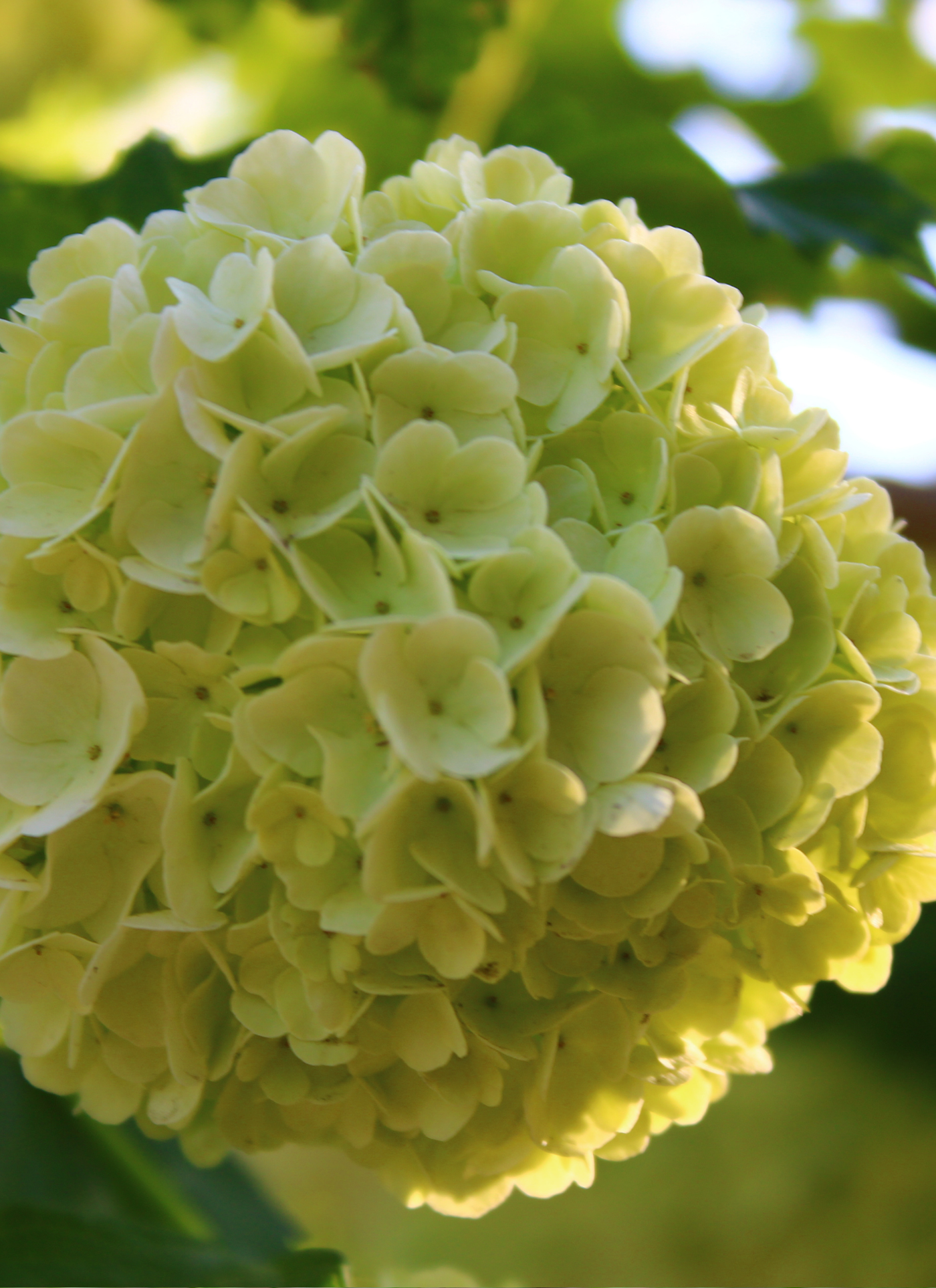 Golden Hydrangea Bloom – Paint by Numbers