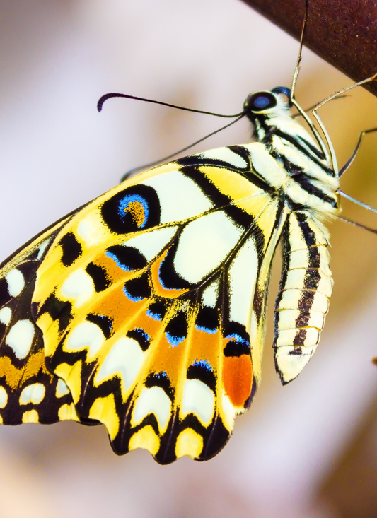 Golden Swallowtail Butterfly – Paint by Numbers Kit