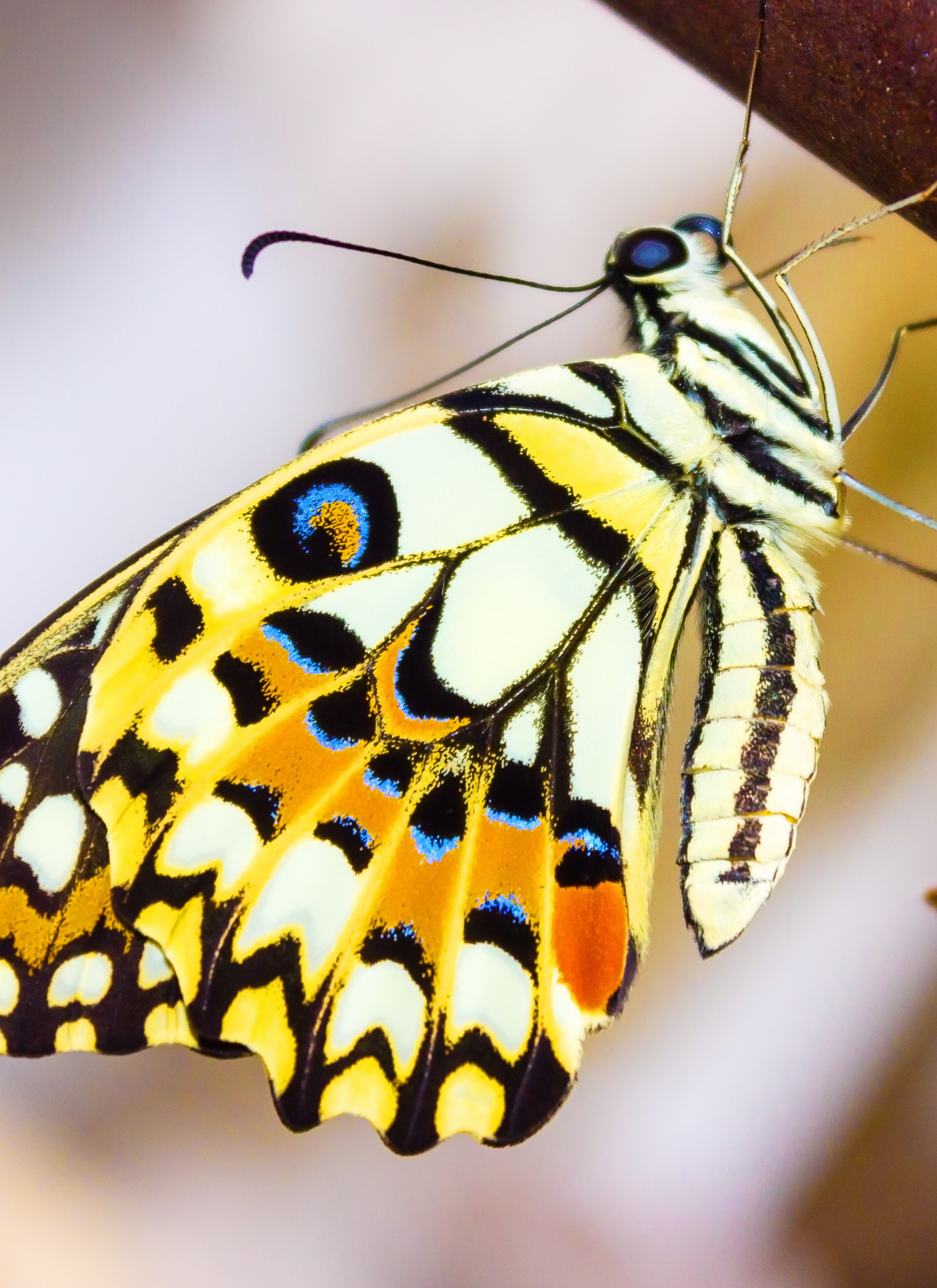 Golden Swallowtail Butterfly – Paint by Numbers Kit