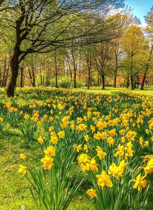 Golden Daffodil Forest - Paint by Numbers Kit