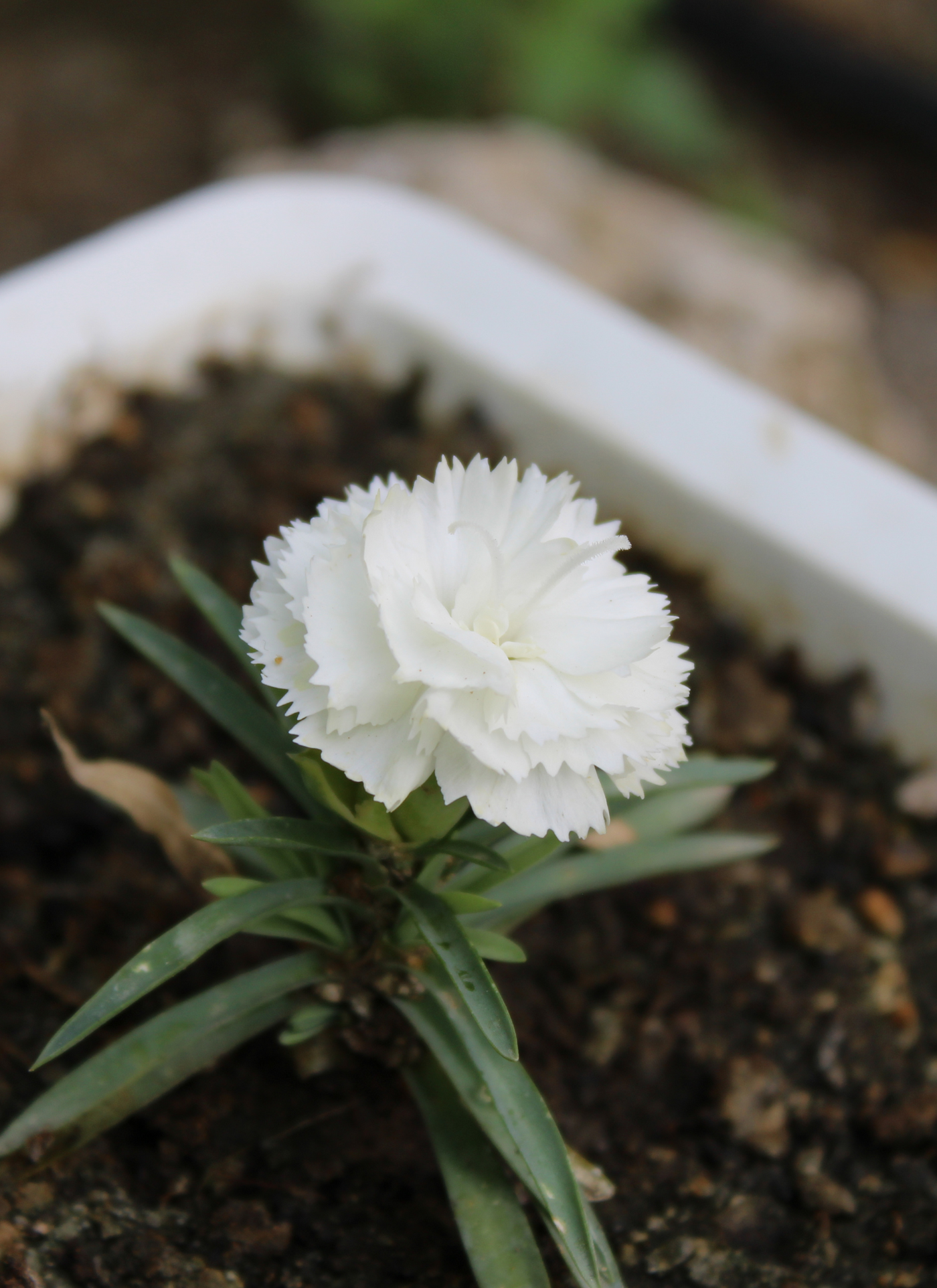 White Carnation Elegance – Premium Paint by Numbers Kit