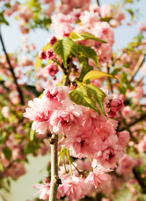 Pink Sakura Blossoms – Paint by Numbers Kit