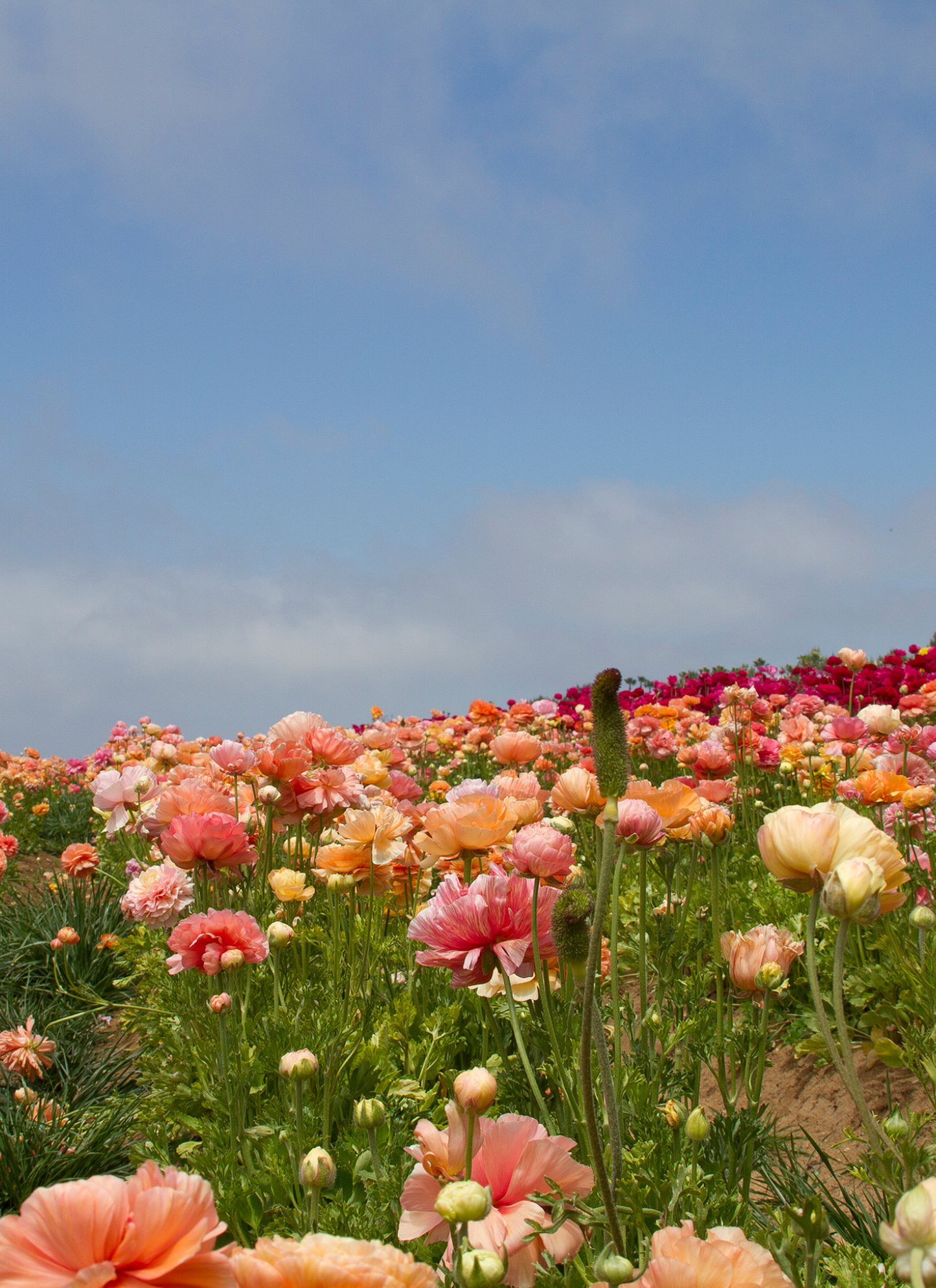 Blossom Hill – Paint by Numbers Kit