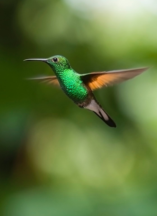 Emerald Hummingbird in Flight - Paint by Numbers Kit