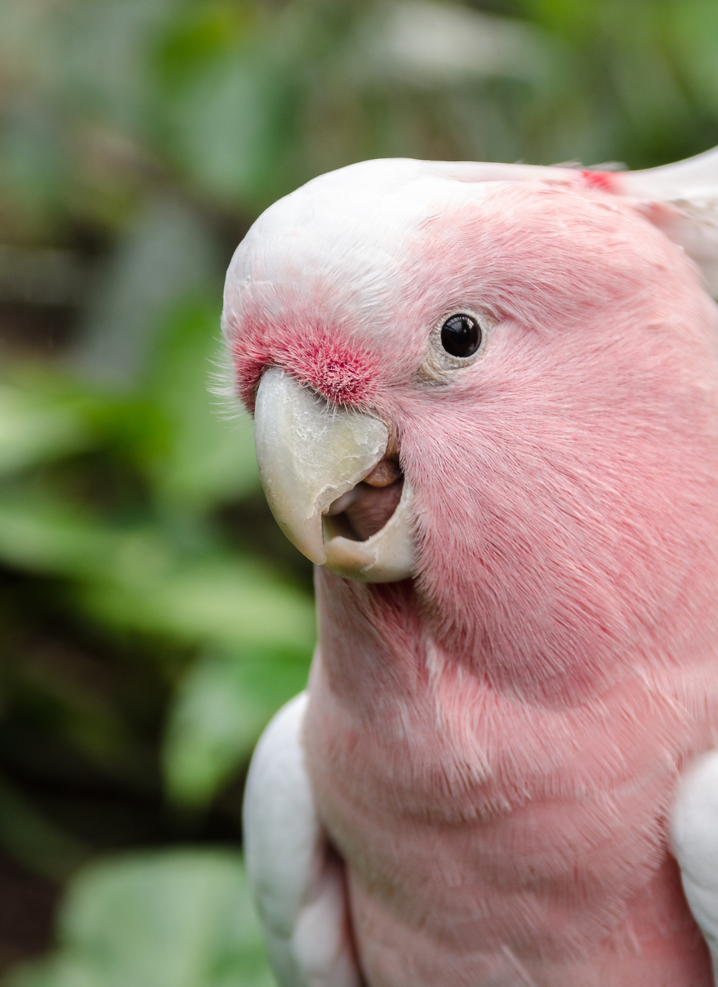 Pink Cockatoo – Paint by Numbers Kit