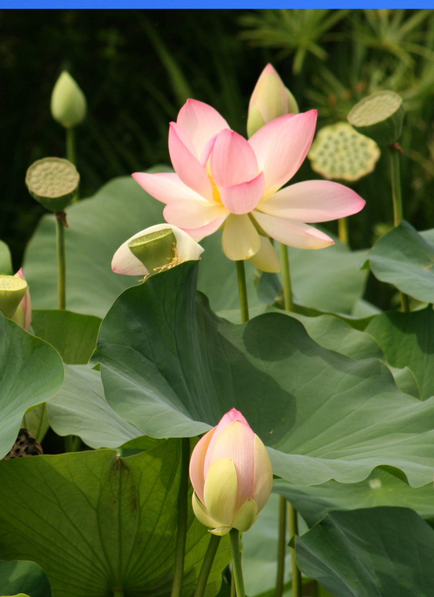 Lotus Blossom Serenity – Paint by Numbers