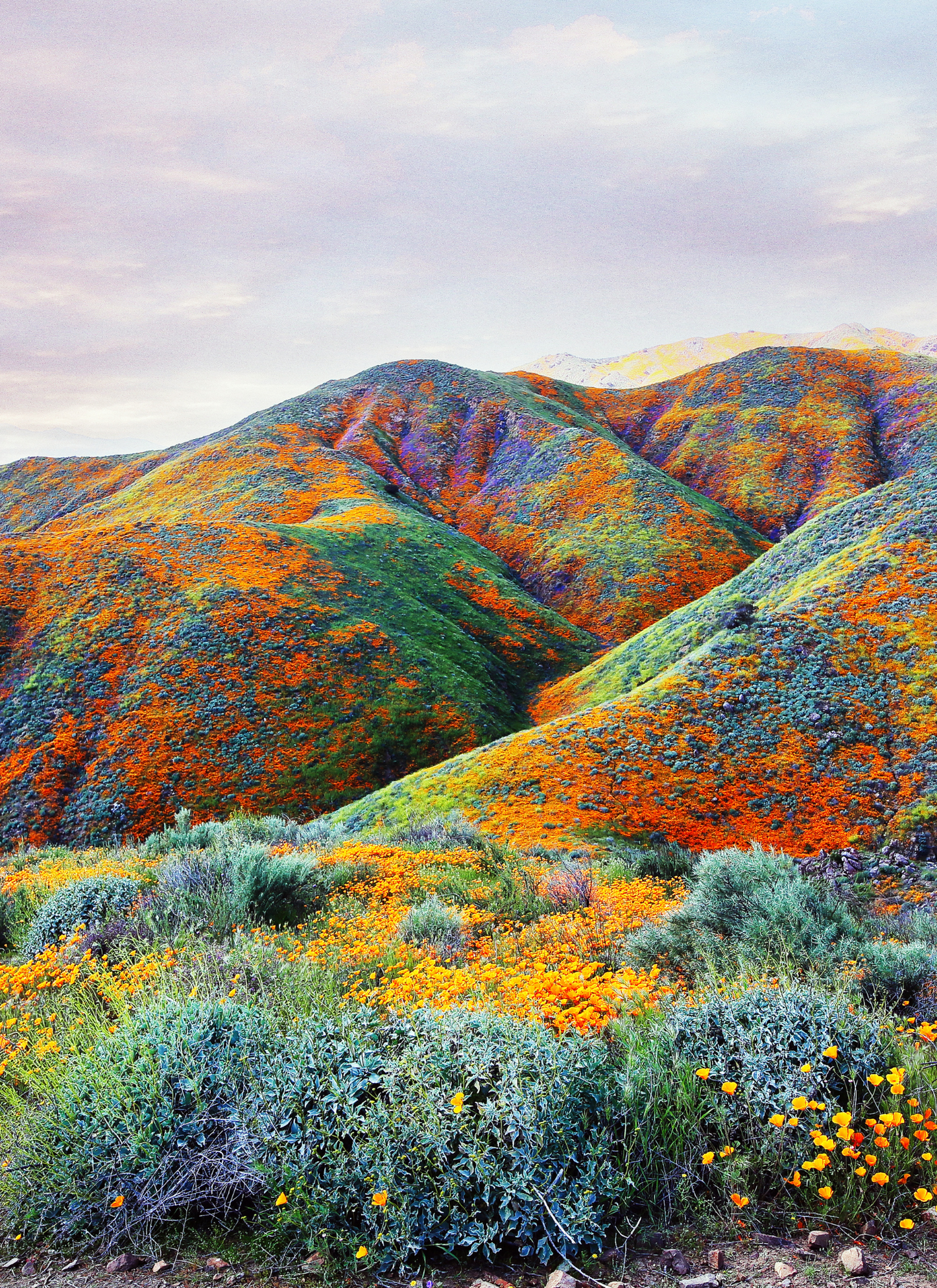 California Bloom - Paint by Numbers