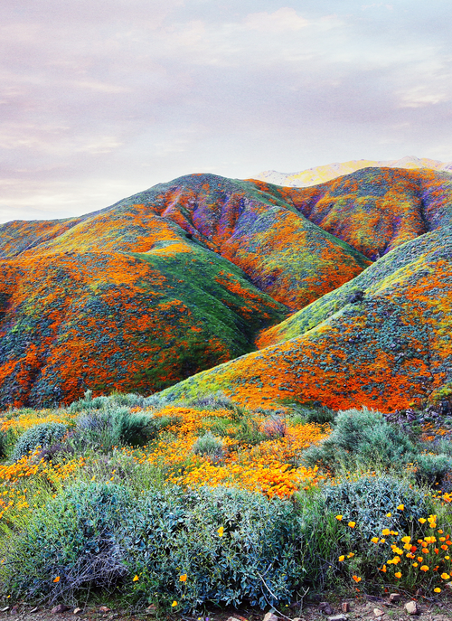 California Bloom - Paint by Numbers