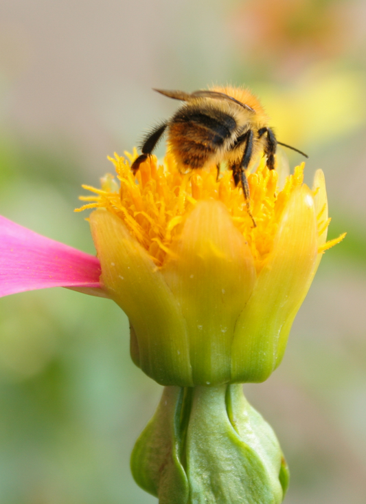 Bee on Bloom – Paint by Numbers Kit