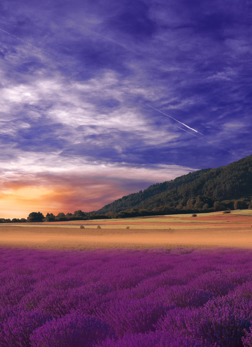 Lavender Sunset Valley – Paint by Numbers Kit
