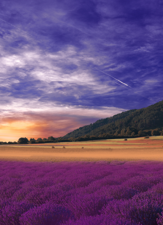 Lavender Sunset Valley – Paint by Numbers Kit