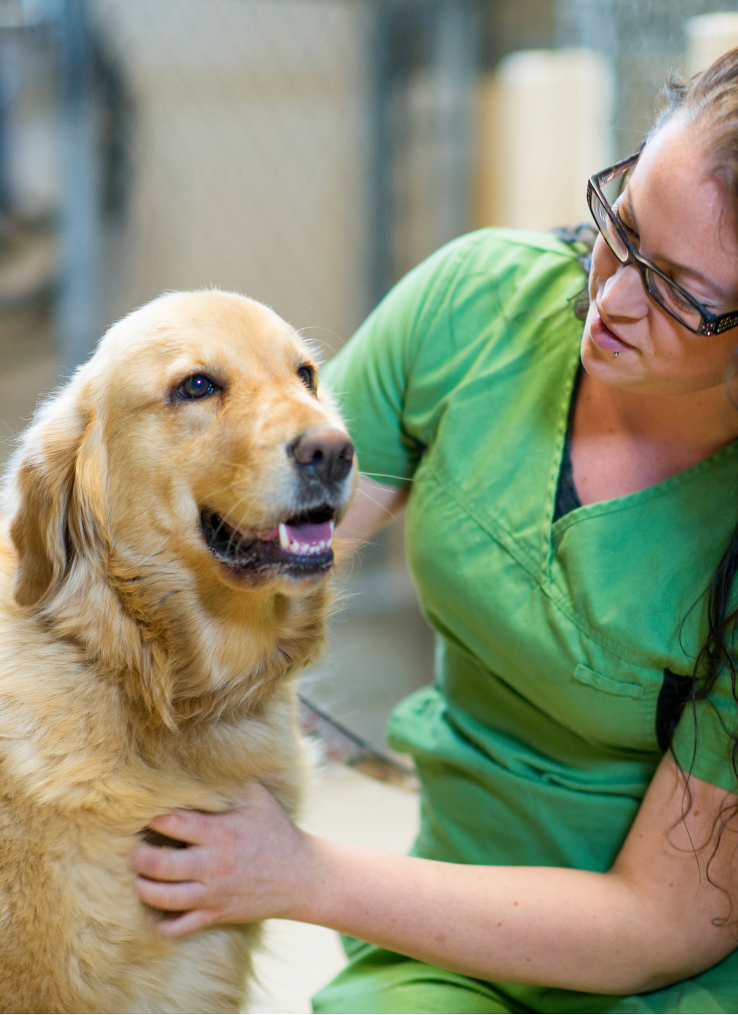 Golden Companion – Paint by Numbers Kit