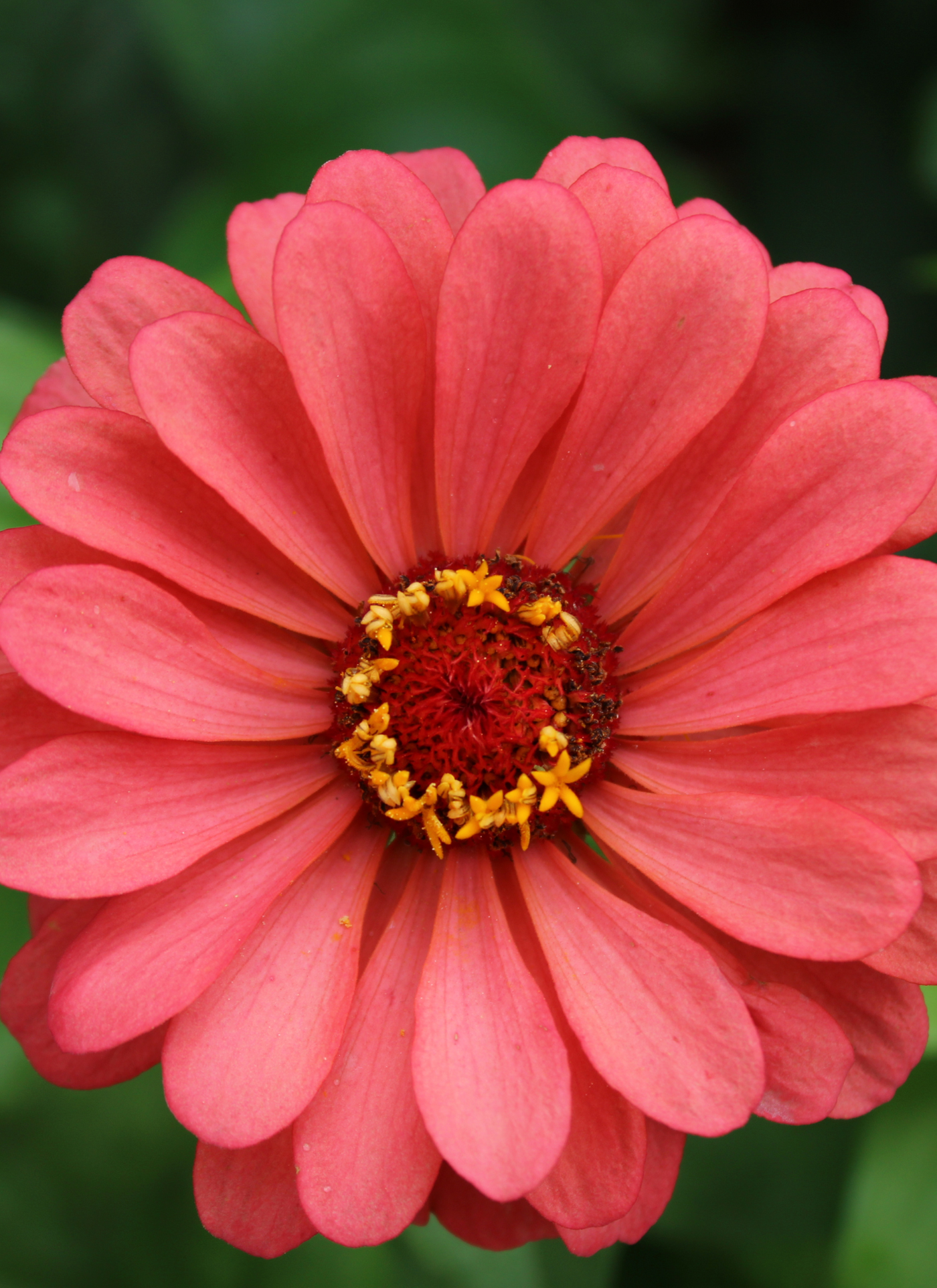 Coral Zinnia Blossom – Premium Paint by Numbers Kit