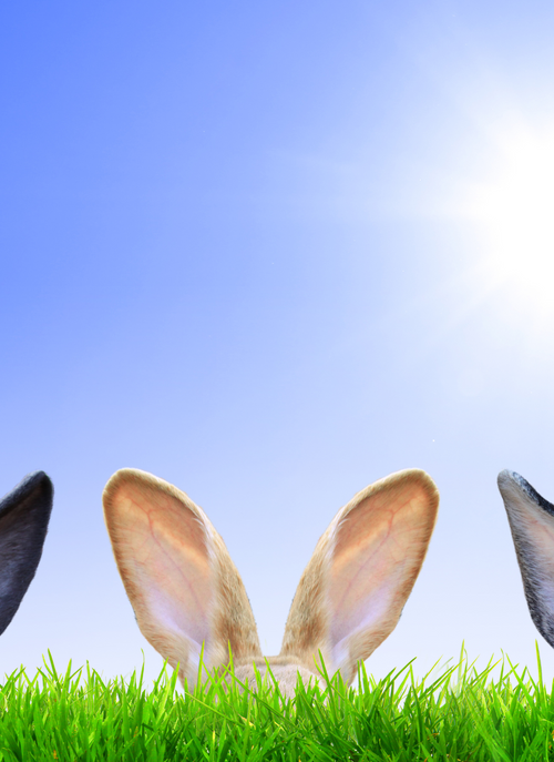 Bunny Ears in the Sunshine – Paint by Numbers Kit