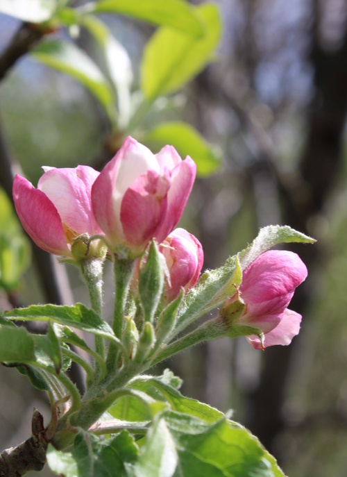 Blushing Petals – Paint by Numbers Art