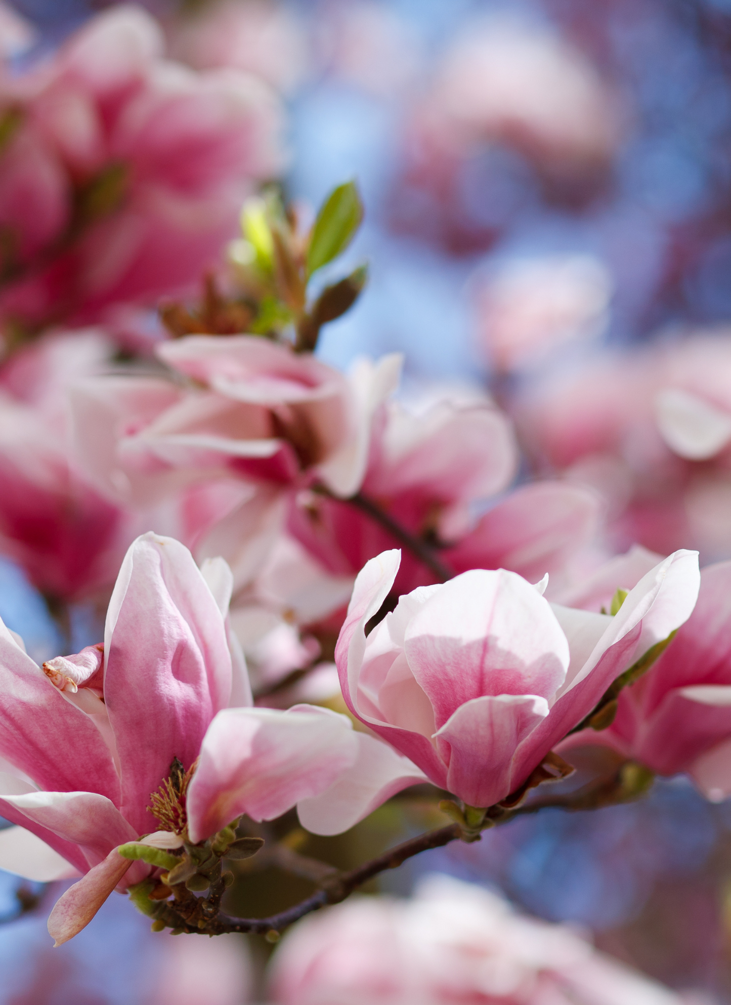 Pink Magnolia Blossoms - Paint by Numbers