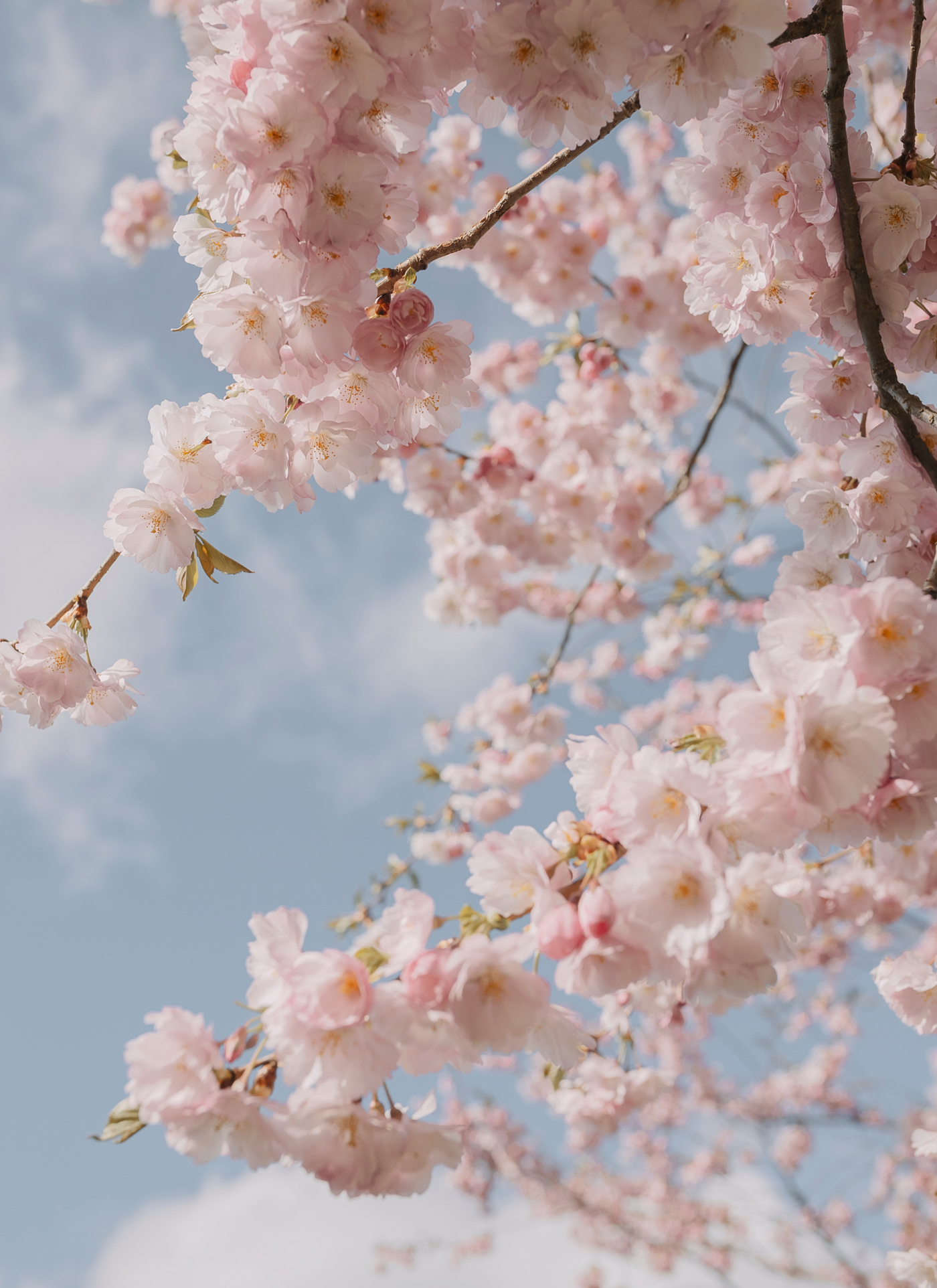 Cherry Blossom Serenity - Paint By Numbers Kit