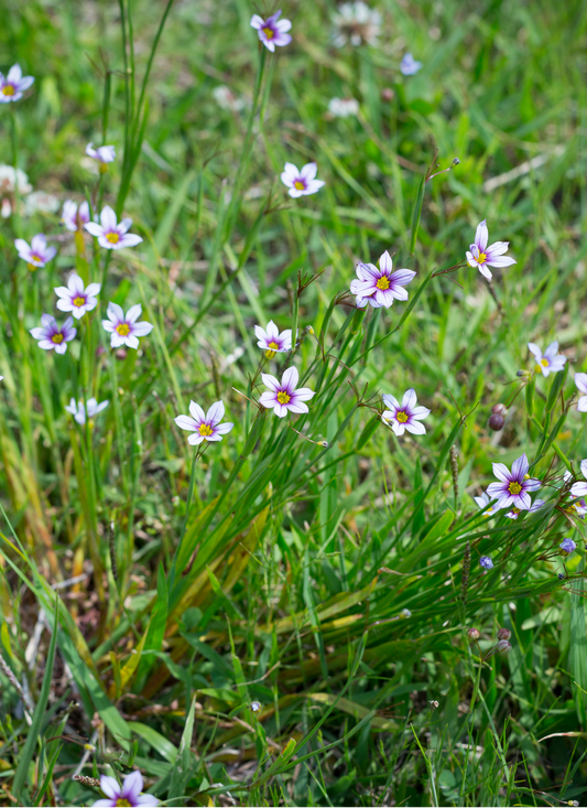 Wild Purple Starflower – Paint by Numbers