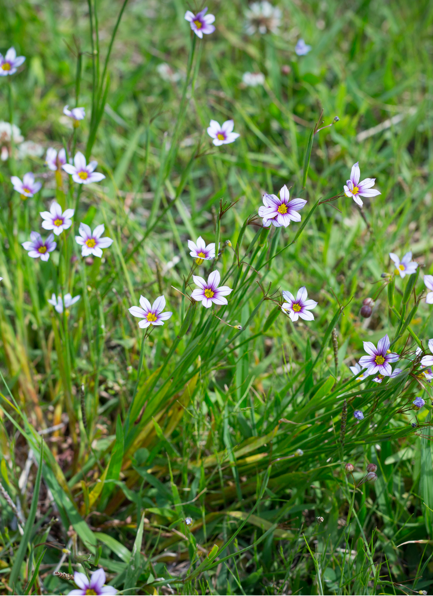 Wild Purple Starflower – Paint by Numbers