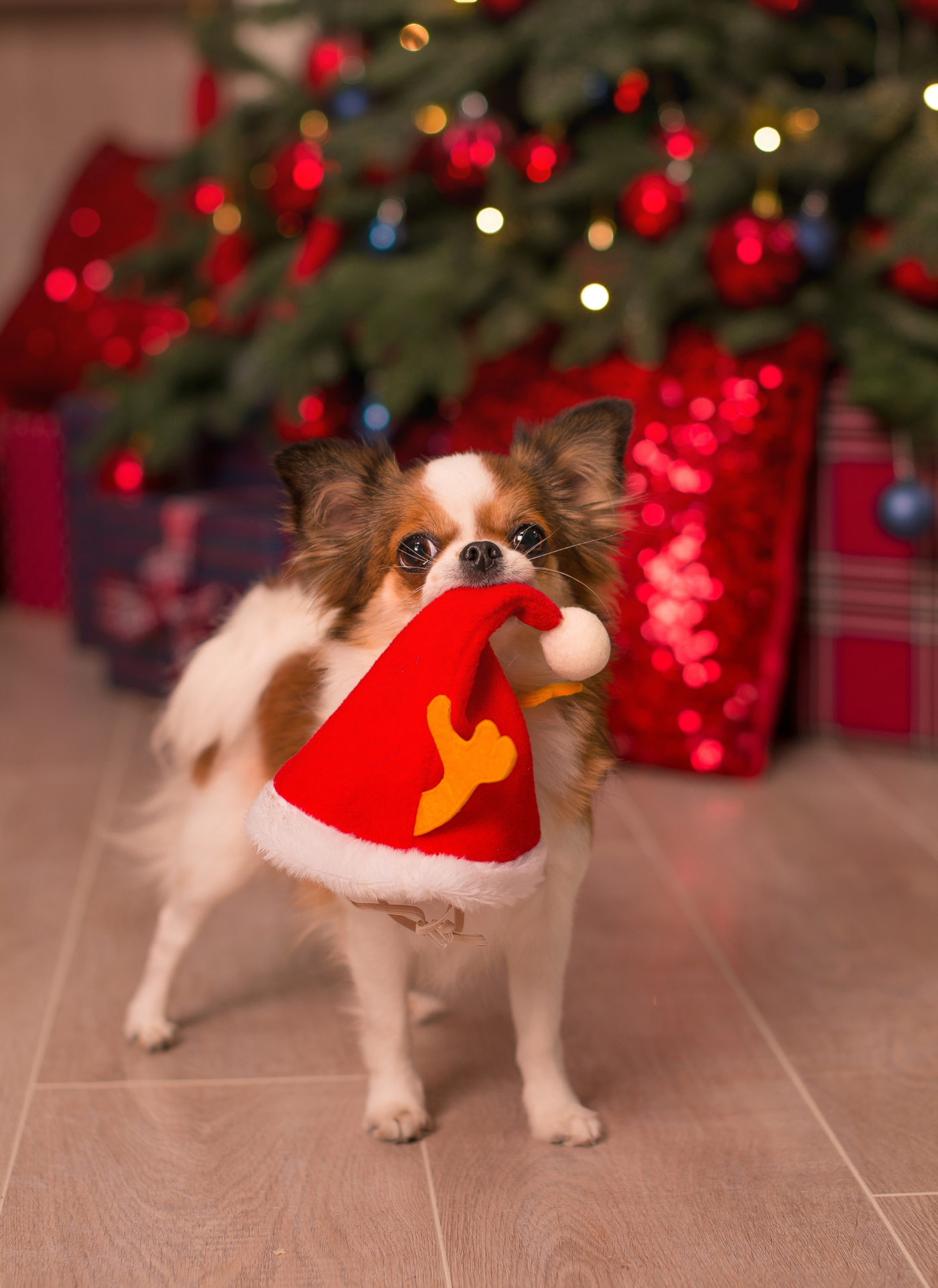Festive Pup with Santa Hat – Paint by Numbers Kit