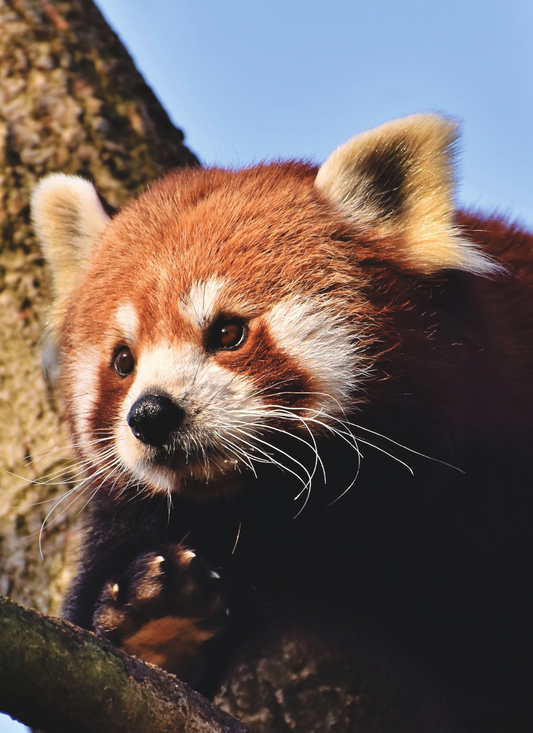 Red Panda in the Canopy – Paint by Numbers Kit