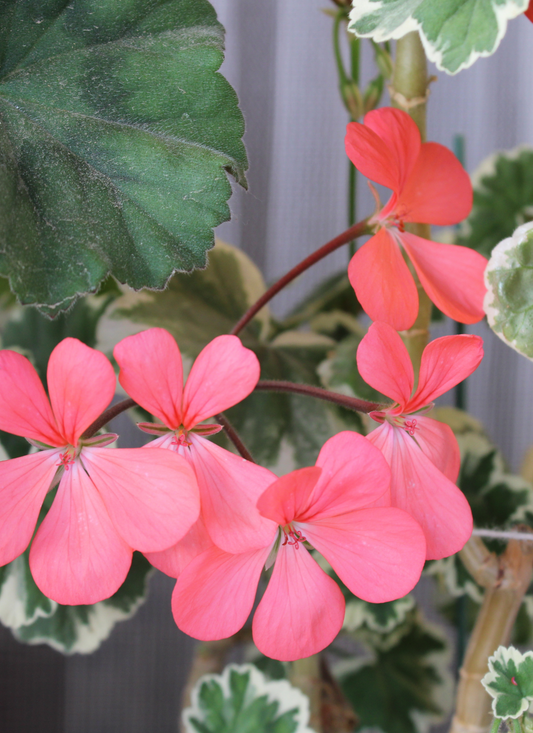 Pink Geranium Blooms – Paint by Numbers Kit