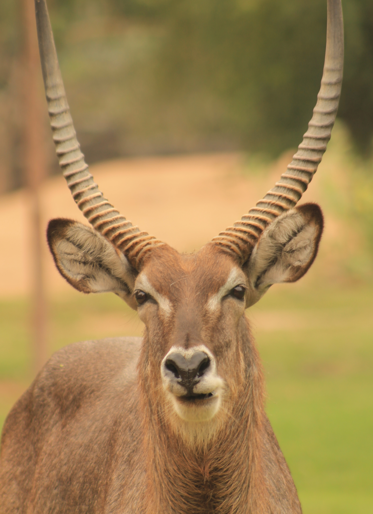 Noble Antelope – Paint by Numbers Kit