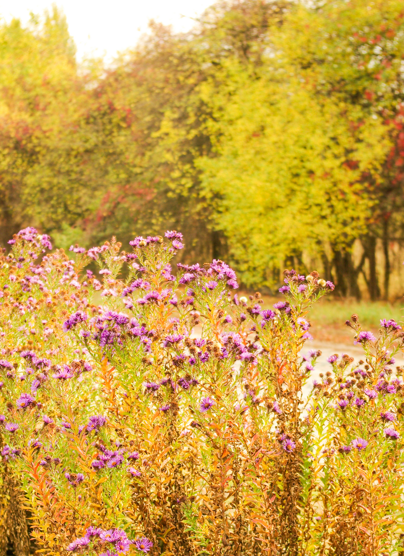 Golden Meadow Blooms – Paint by Numbers Kit