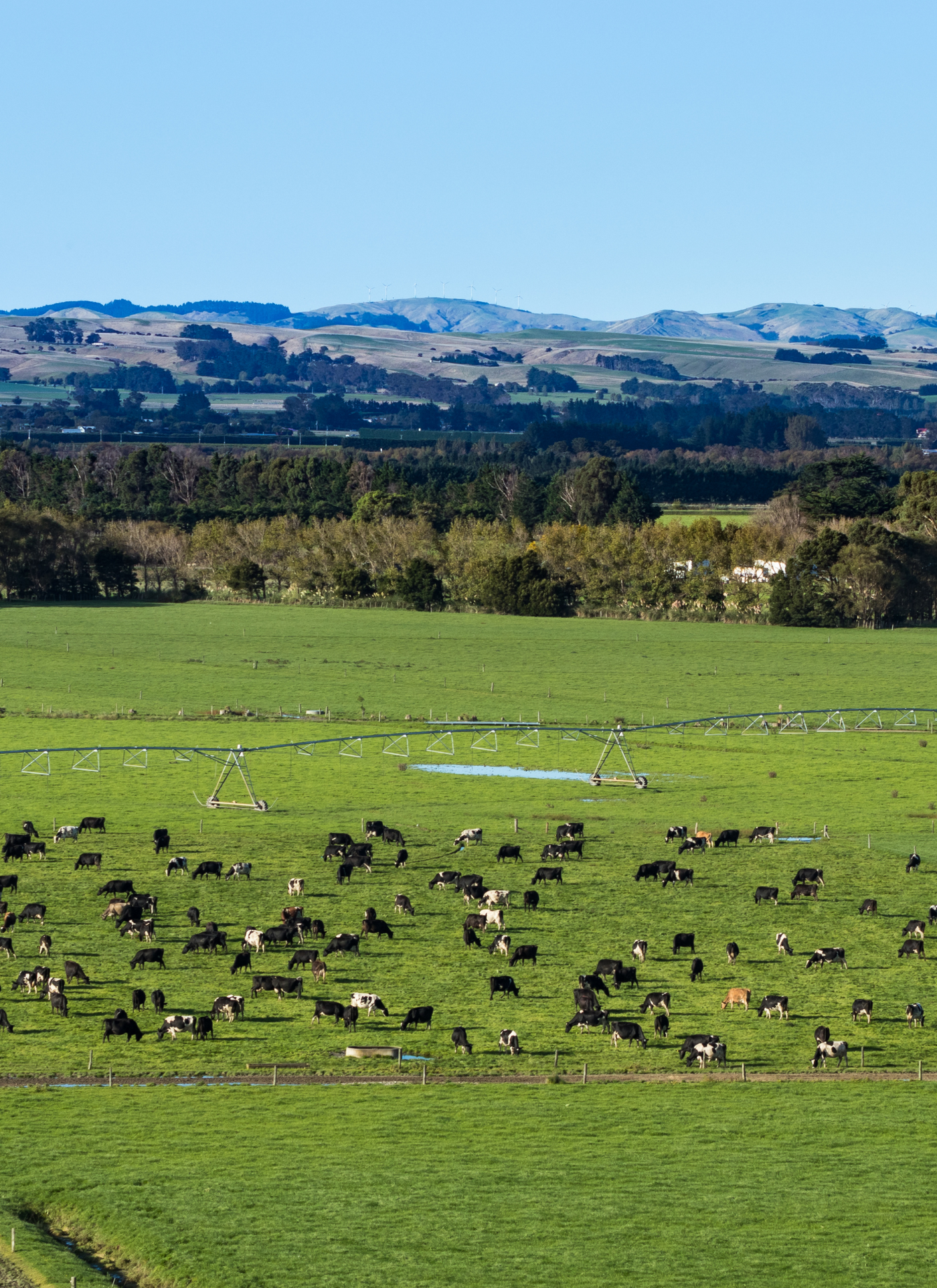 Pasture Paradise – Grazing Cows Paint by Numbers Kit