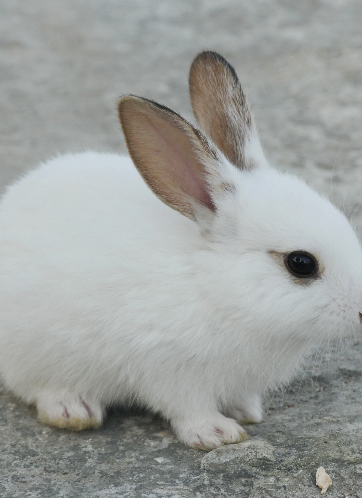 Curious White Bunny” Paint by Numbers Kit