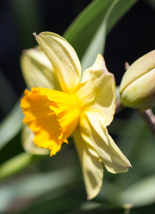 Golden Daffodil Glow – Paint by Numbers Kit