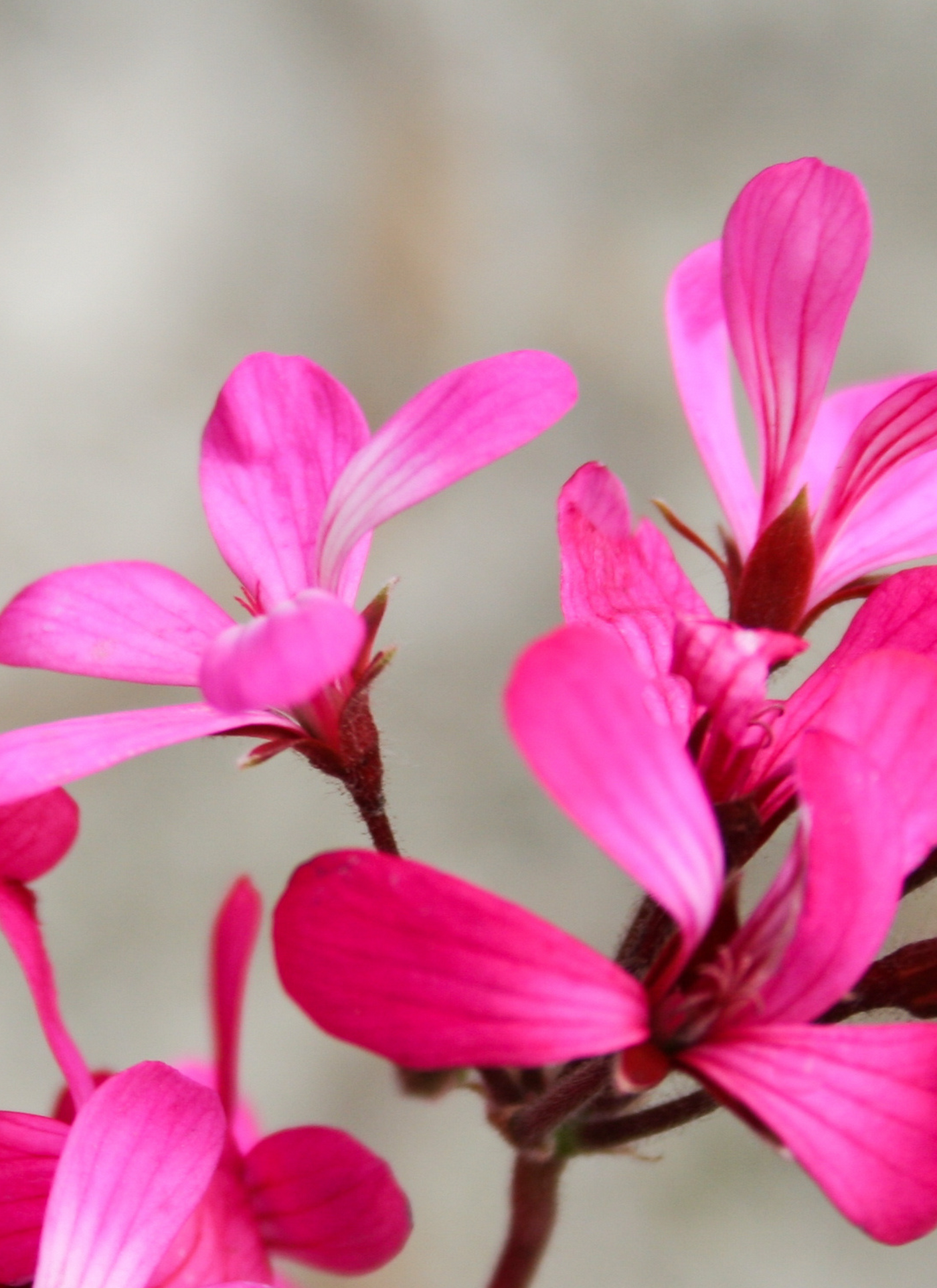 Pink Geranium Blossom – Premium Paint by Numbers Kit