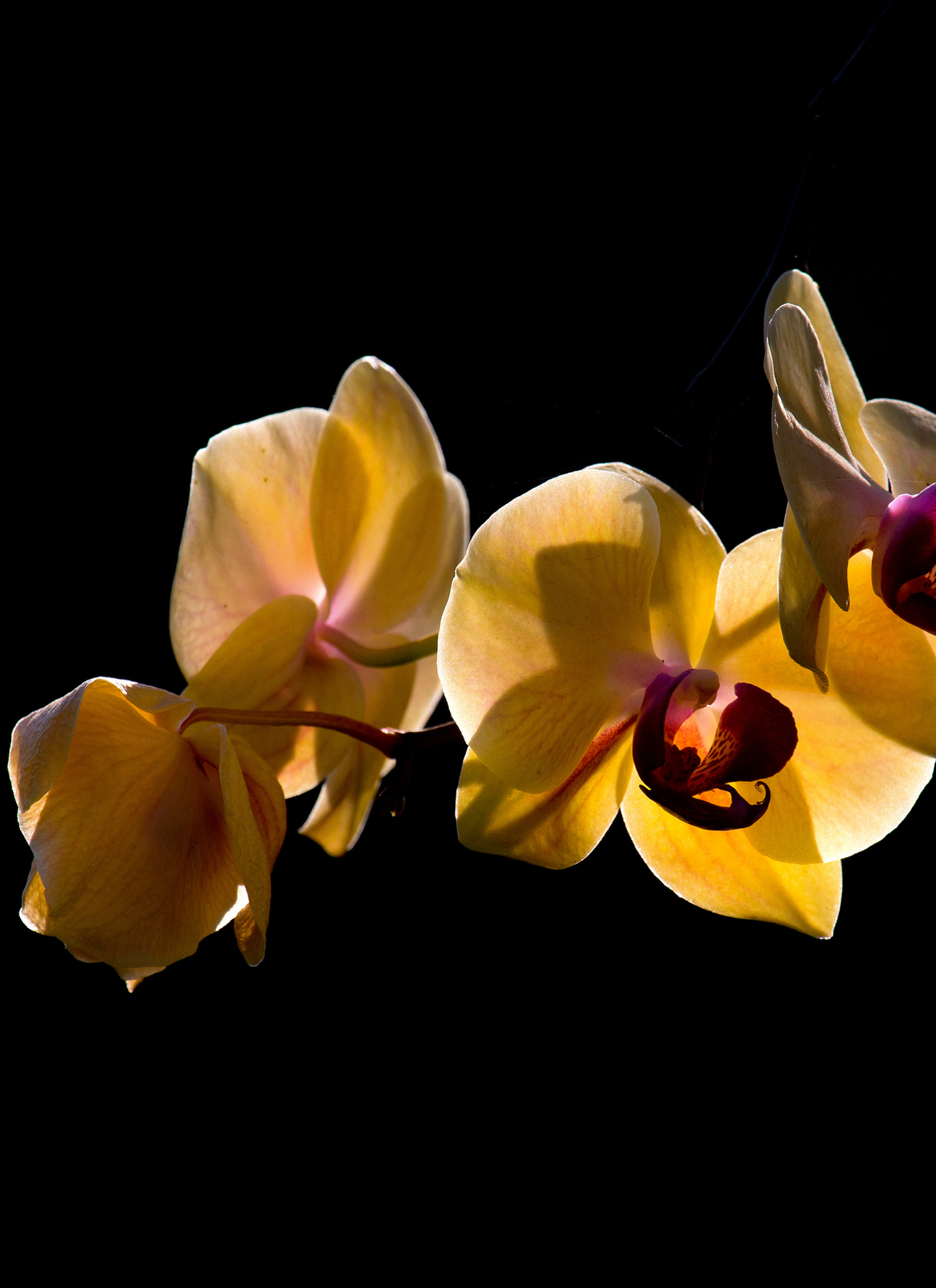 Golden Orchid Elegance – Paint by Numbers Kit