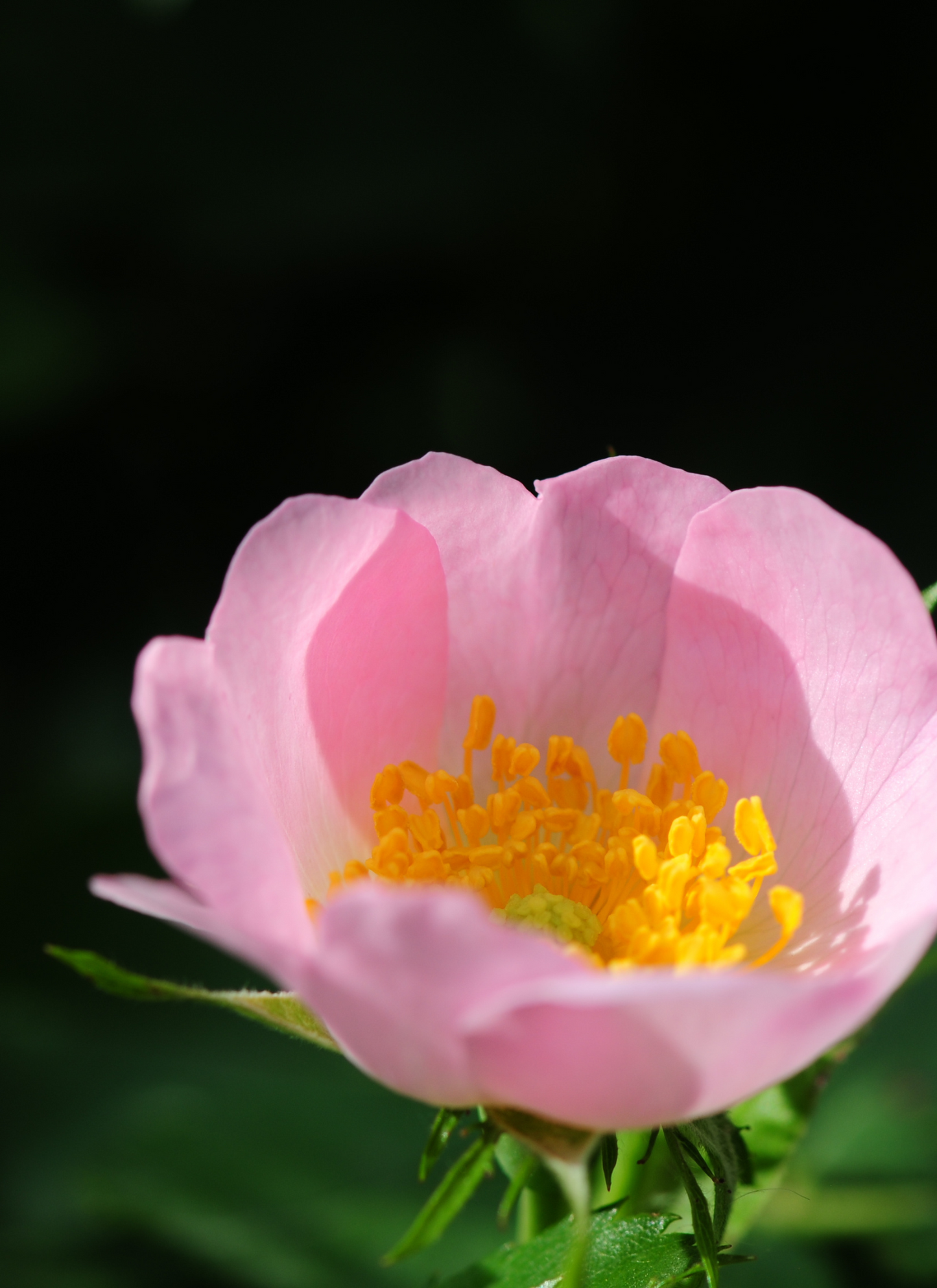 Wild Rose Bloom – Soft Pink Flower Paint by Numbers Kit