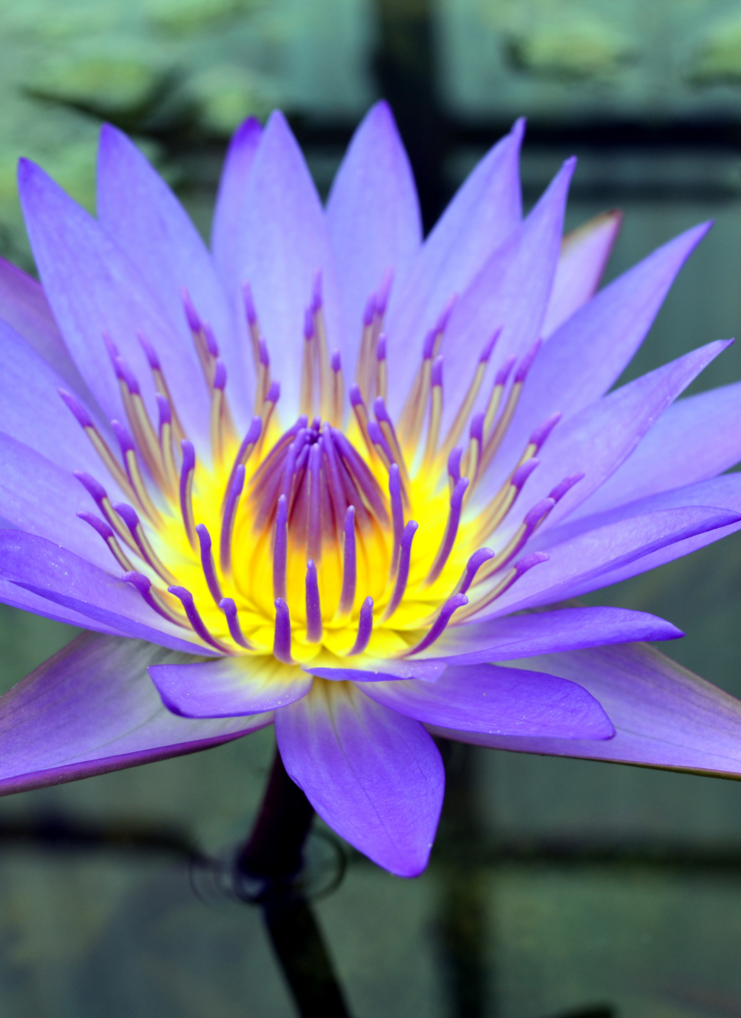 Radiant Water Lily – Paint by Numbers Kit