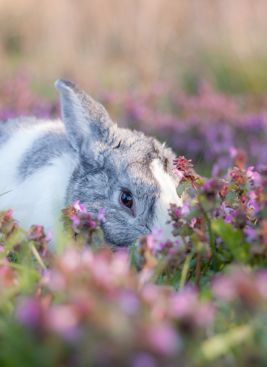 Hidden Bunny in Wildflowers – Paint by Numbers Kit